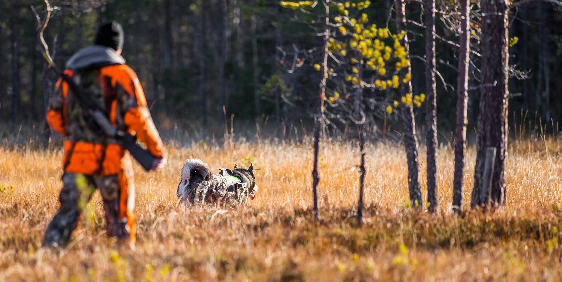 Jakt o fritid Mickes skog